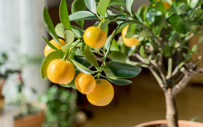 Fruits you can grow in winter