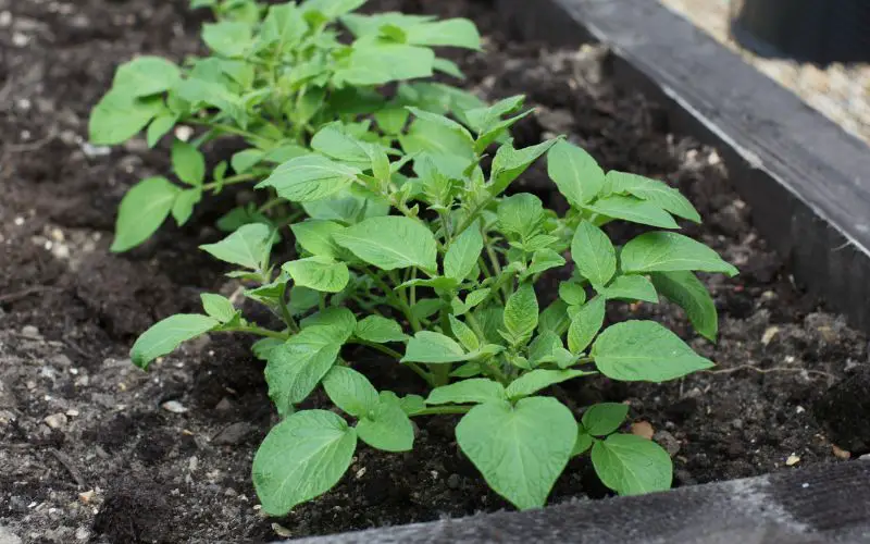 Can potatoes grow in winter?