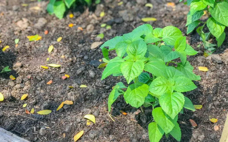 Can potatoes grow in winter?