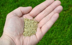 Why you shouldn't just throw grass seed down on your lawn