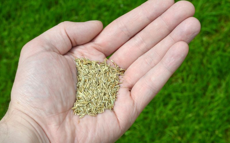 Why you shouldn’t just throw grass seed down on your lawn