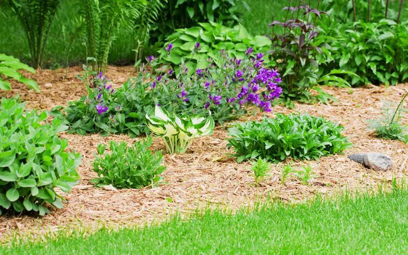 Do wood chips stop weeds from growing?