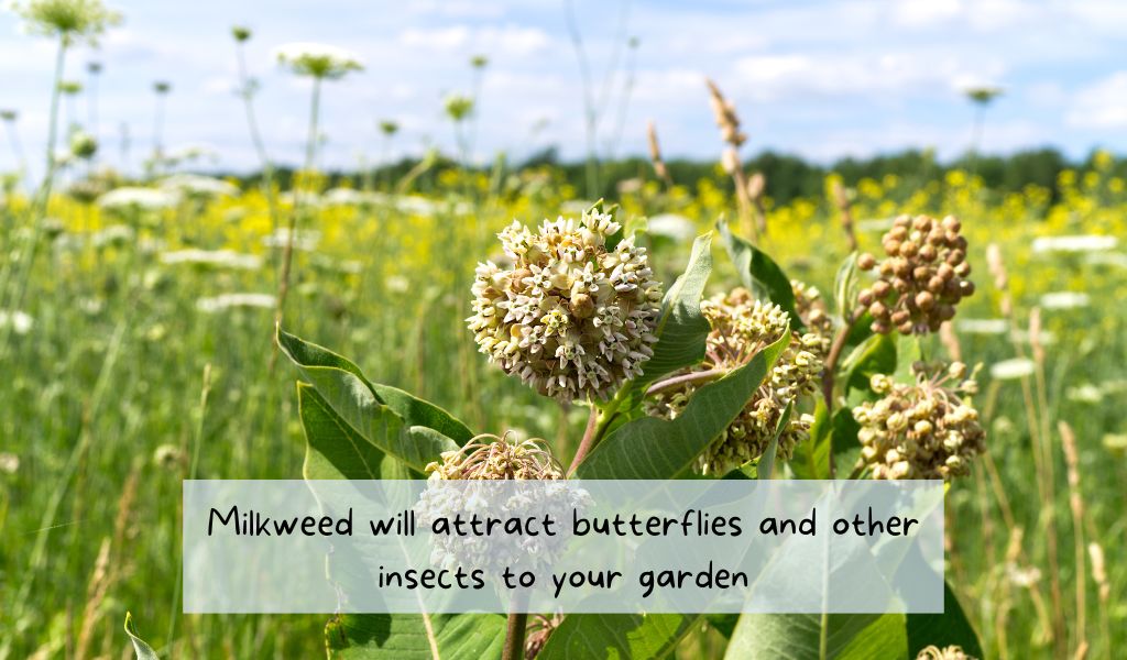 milkweed attracts wildlife
