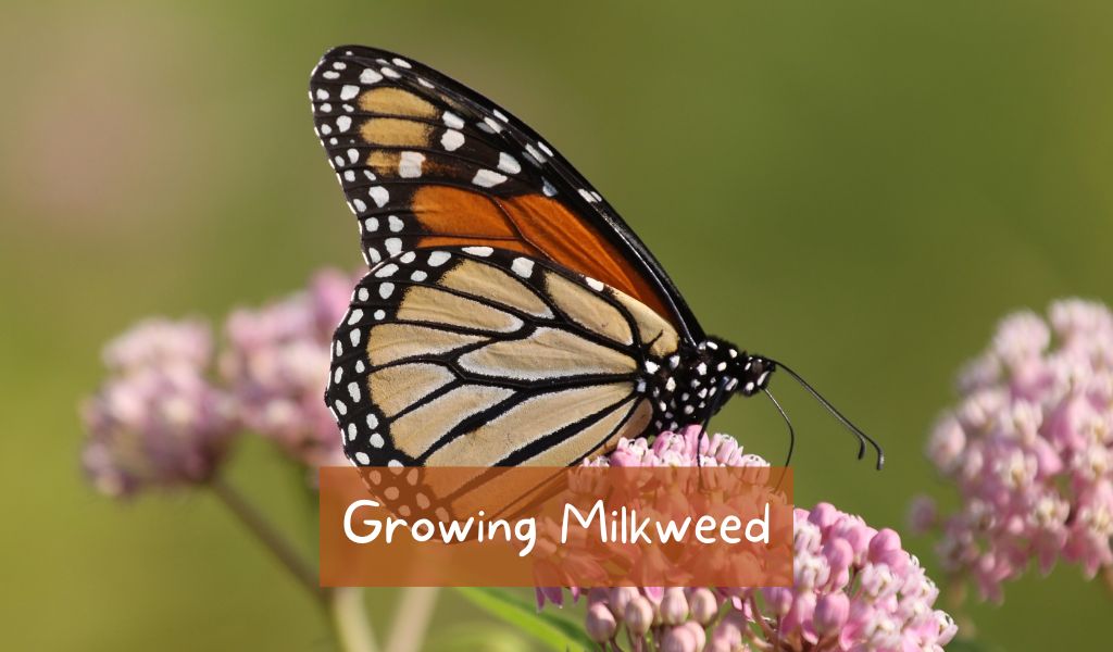 how to grow milkweed