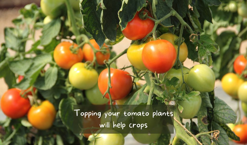 heavy crop of tomatoes