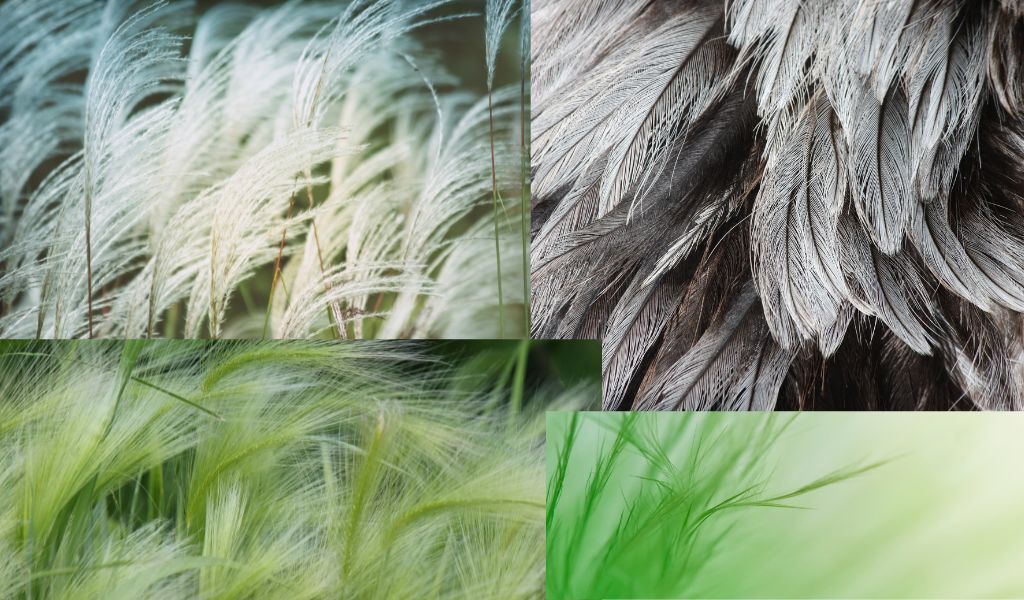 korean feather grass collection