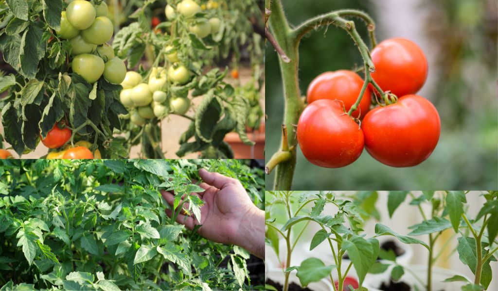 montage of tomato plants