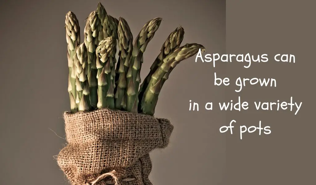 All about growing Asparagus in pots