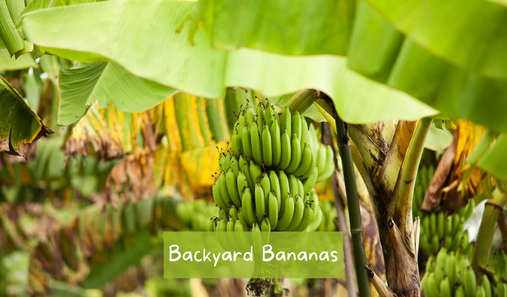 5 Tips for Growing Bananas in Your Backyard