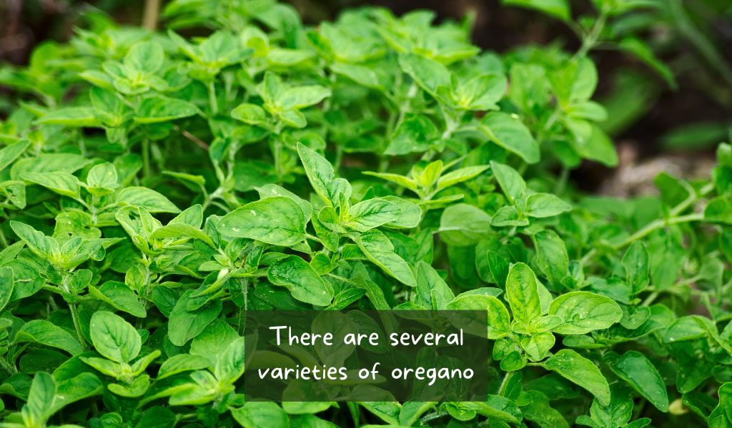 Grow Oregano in Your Backyard