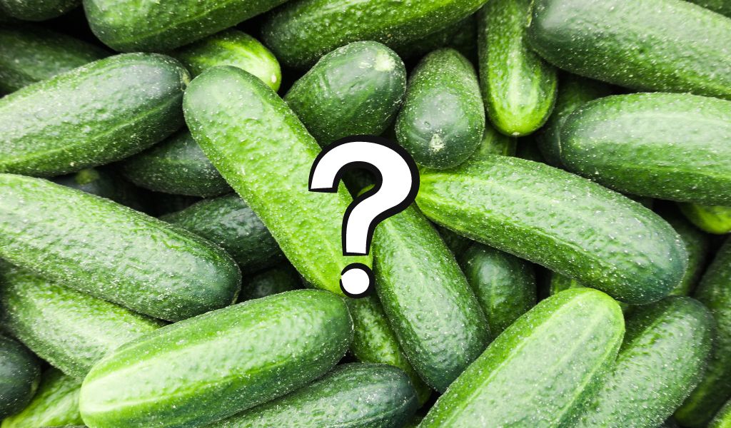 Can you plant seeds from store bought cucumbers?