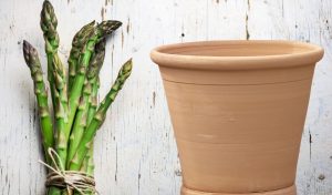 All about growing Asparagus in pots