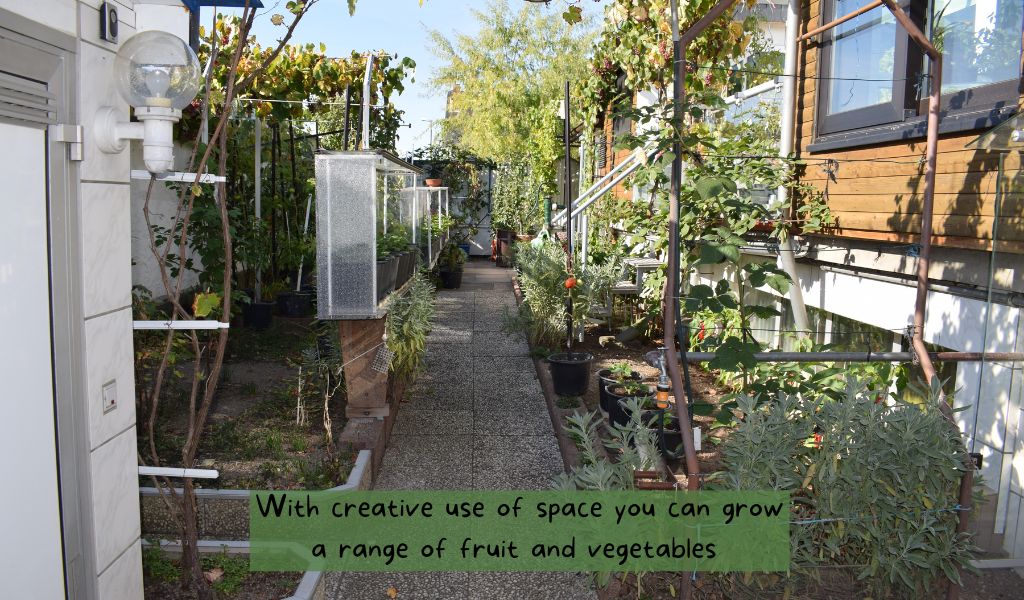 With creative use of space you can grow a range of fruit and vegetables