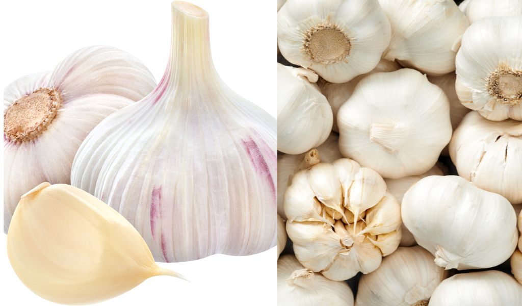 How to Plant White Casablanca Garlic