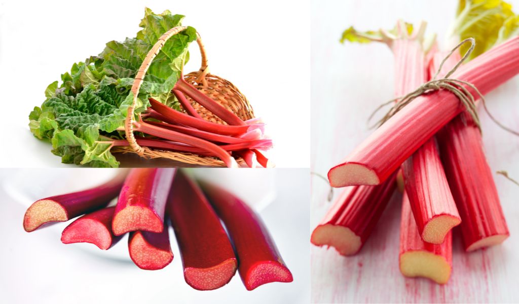 Growing Canadian red rhubarb – All you need to know