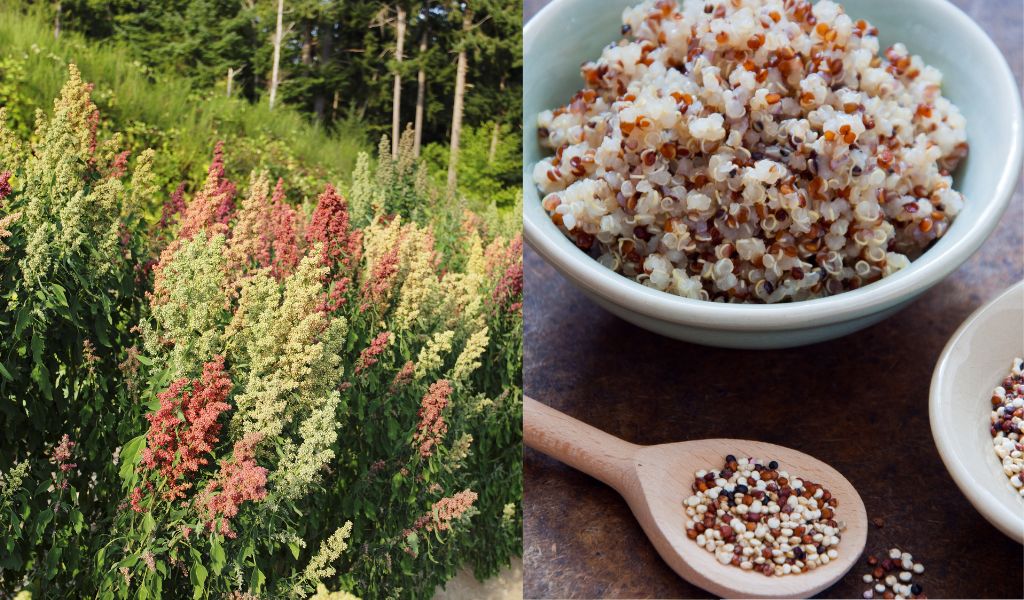 Can you grow quinoa from the store?