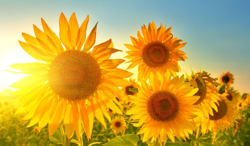 Can you plant sunflower seeds from the store?