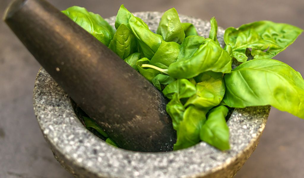 Can you grow basil from the store?