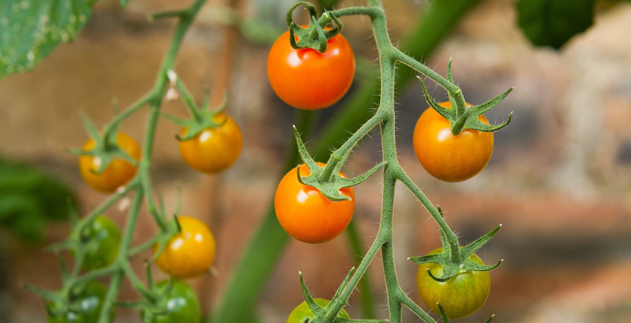 growing sungold tomato plants in containers