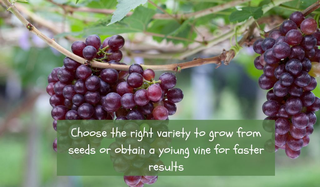Can You Grow Grapes From Store Bought Grapes?