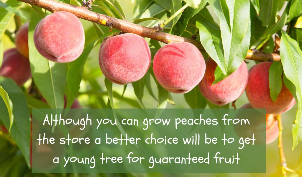 Can You Grow Peaches From the Store?