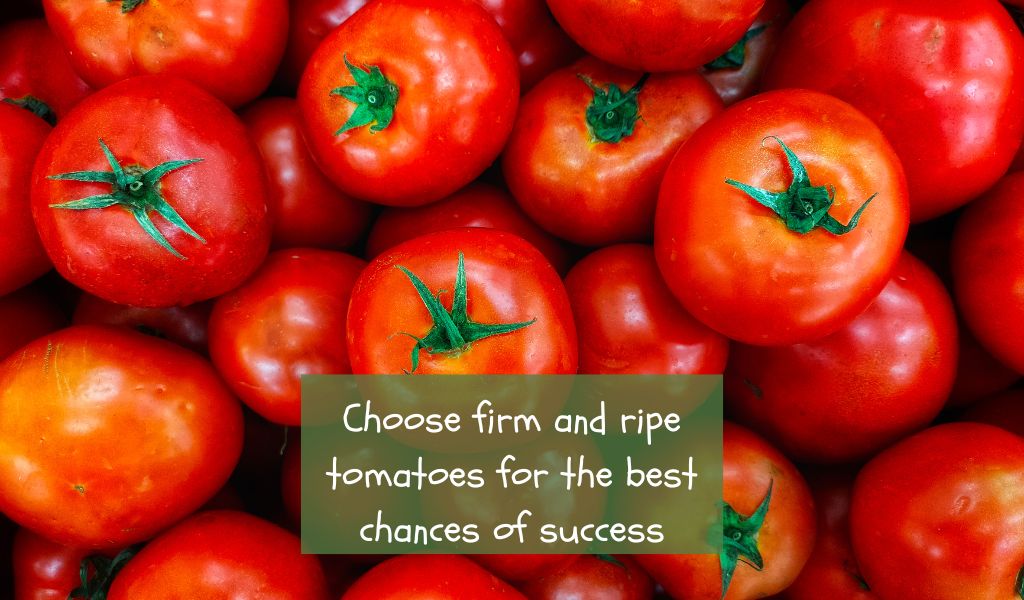 Can you plant seeds from store bought tomatoes?