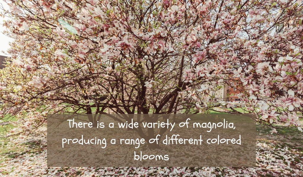 Can You Grow a Magnolia Tree from a Seed?