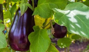 growing eggplants for beginners