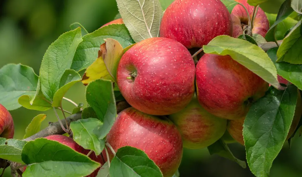 Can You Grow an Apple Tree from a Seed?