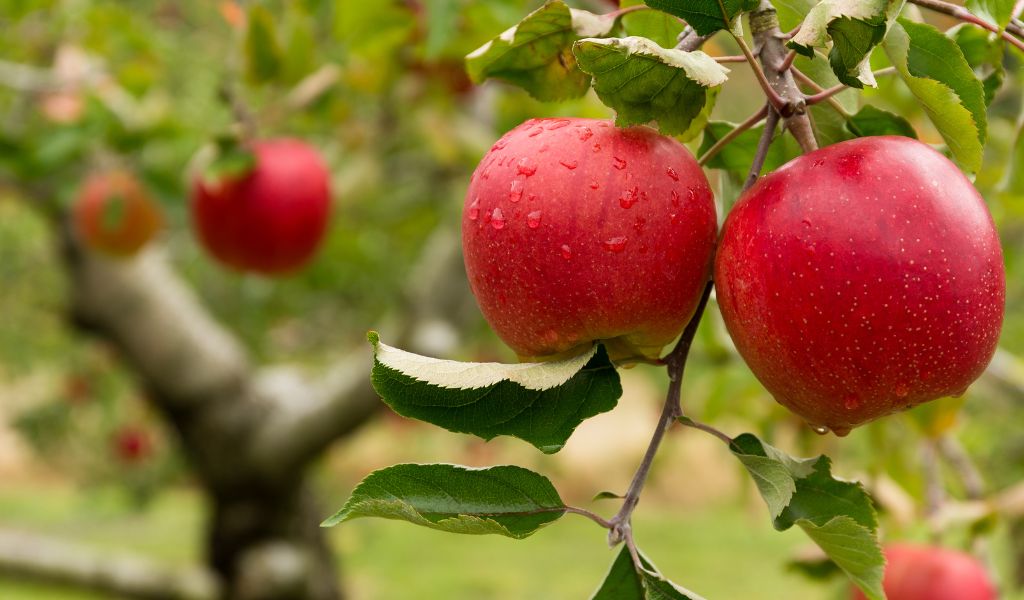Can You Grow an Apple Tree from a Seed?