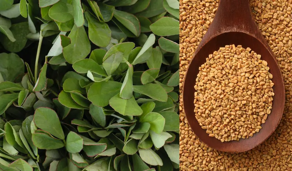 How to Grow Fenugreek from Store Bought Fenugreek Seeds