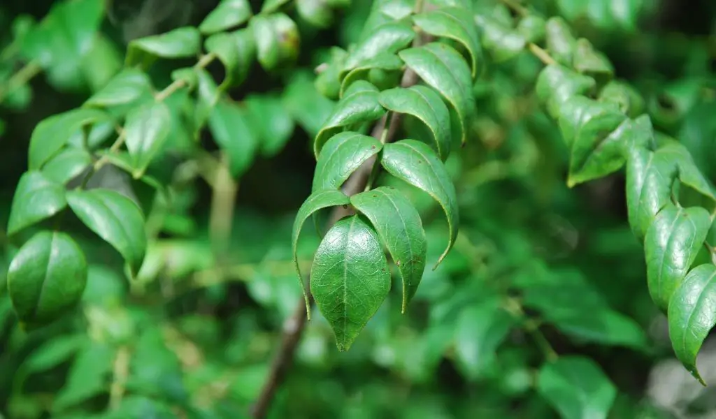 How to grow curry leaves at home