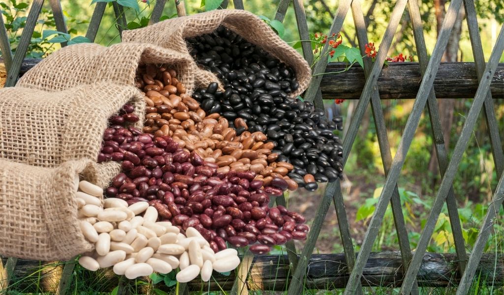 How to Grow Kidney Beans at Home