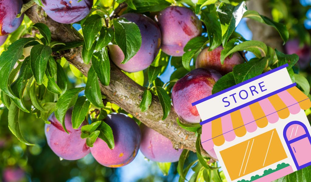 Can You Grow Plums from the Store?