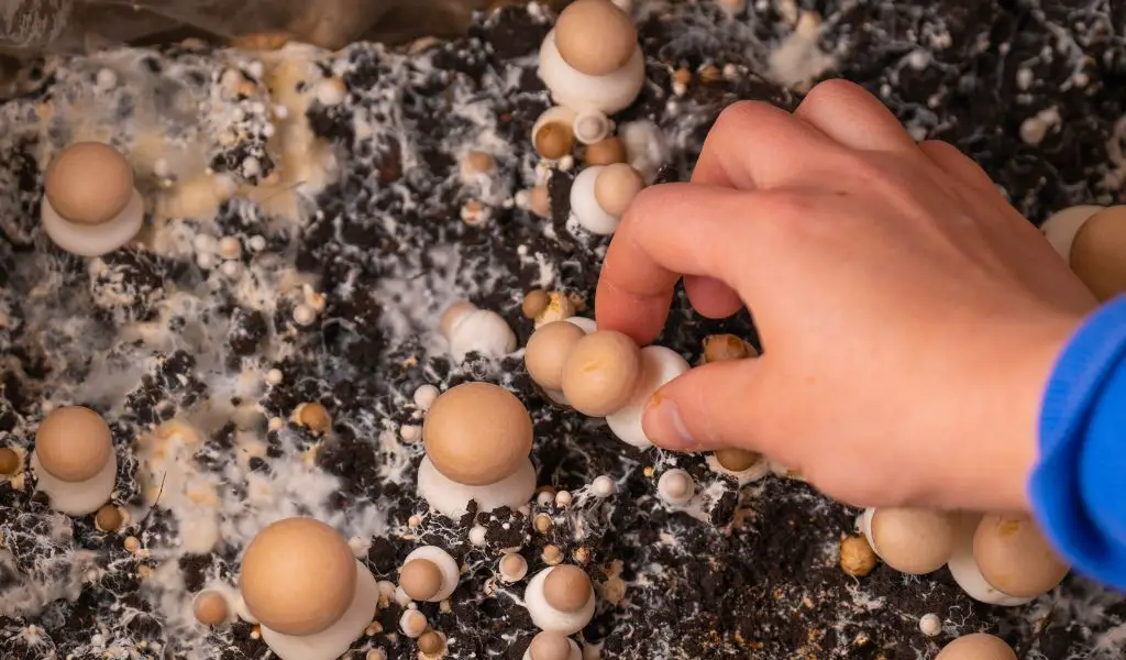 Can You Grow Mushrooms from the Store? A Comprehensive Guide