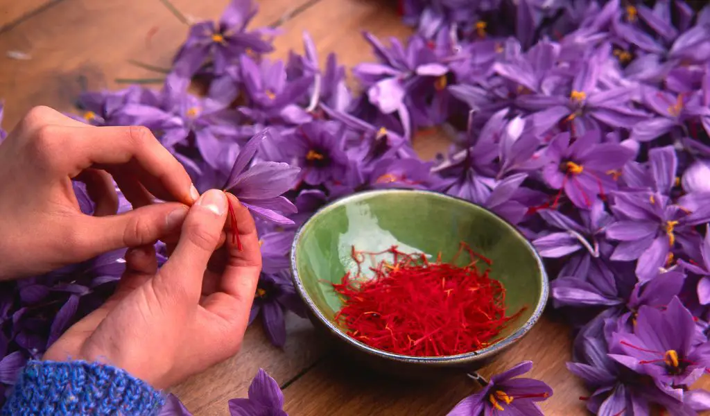 Can You Grow Saffron?