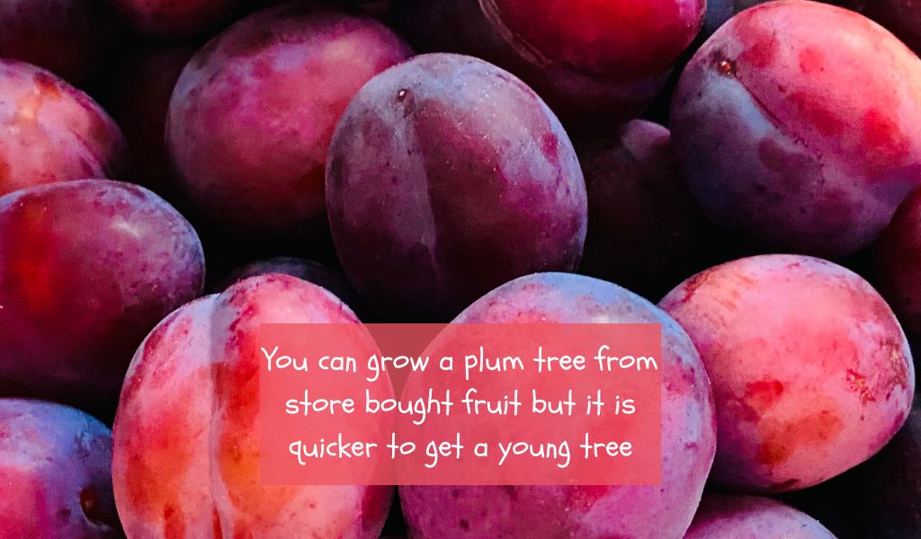 Can You Grow Plums from the Store?