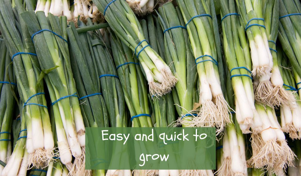 How to Grow Green Onions: A Comprehensive Guide