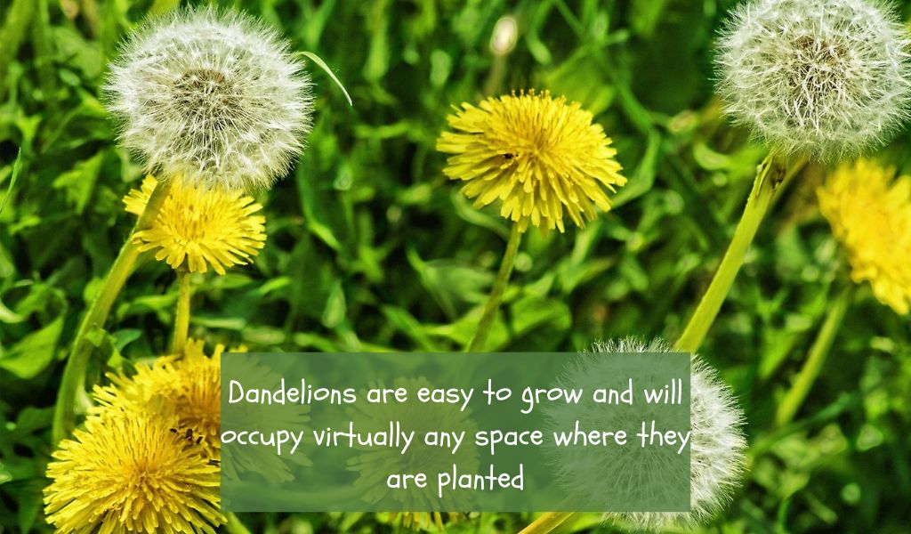 How to Grow Dandelions: A Comprehensive Guide