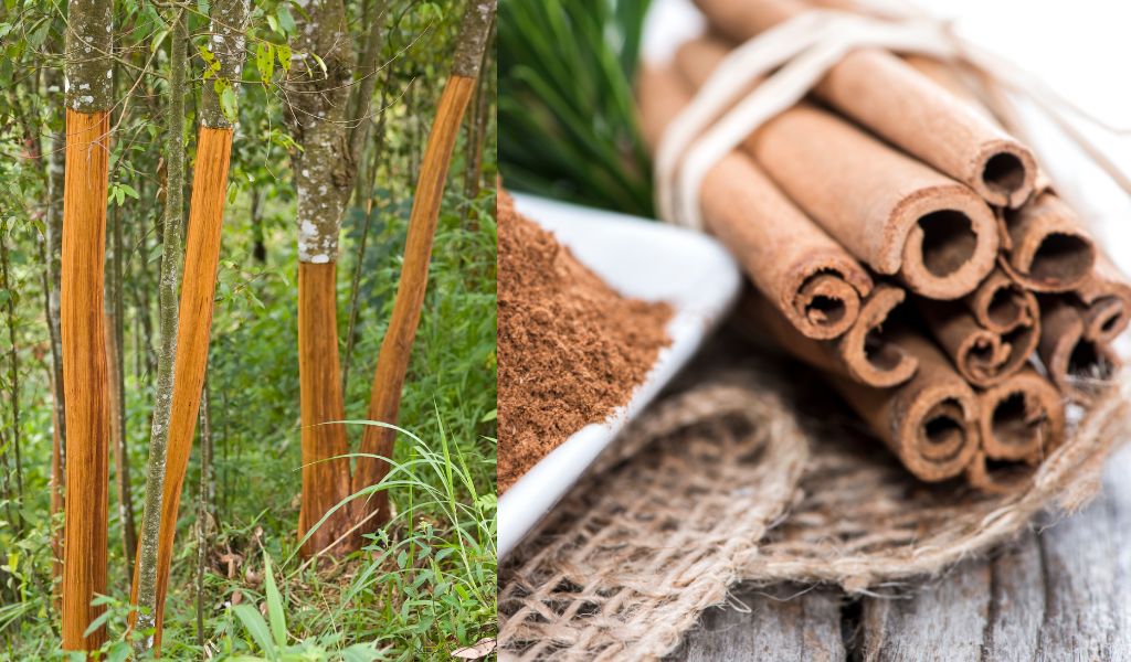 How Do You Grow Cinnamon? A Complete Guide to Growing Cinnamon Trees