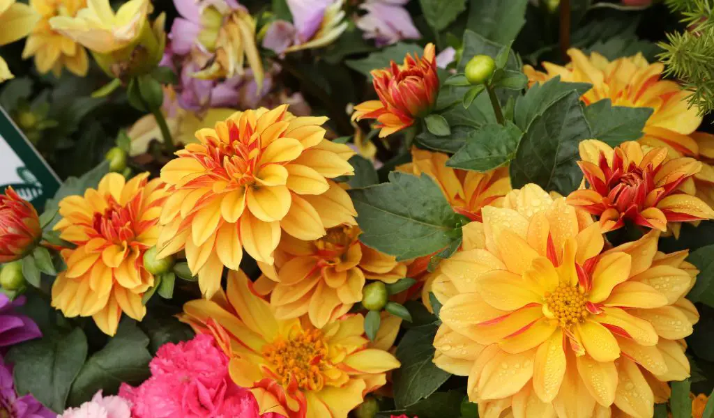 How to Grow Dahlias: A Comprehensive Guide