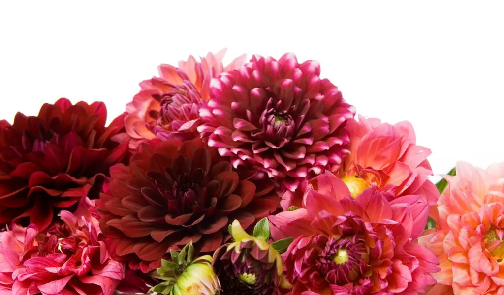 How to Grow Dahlias: A Comprehensive Guide
