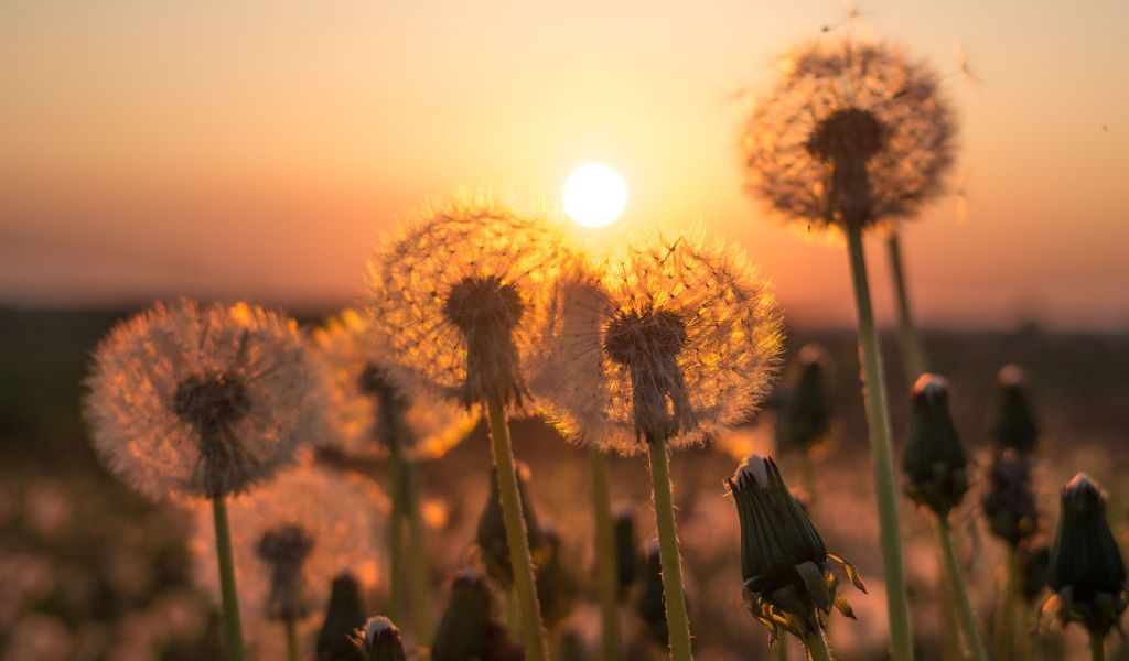 How to Grow Dandelions: A Comprehensive Guide