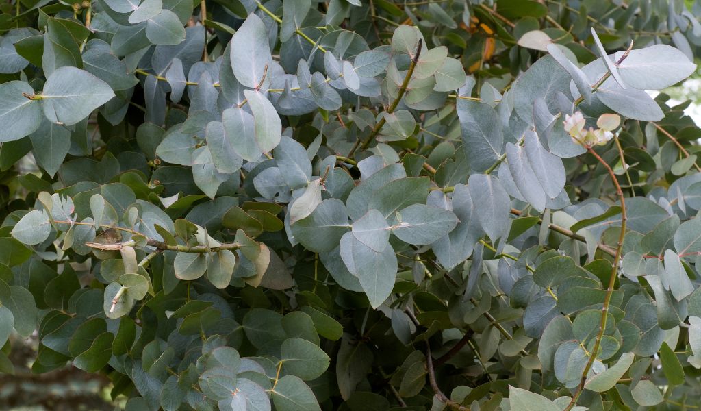How to Grow Eucalyptus: Tips and Tricks for a Successful Garden