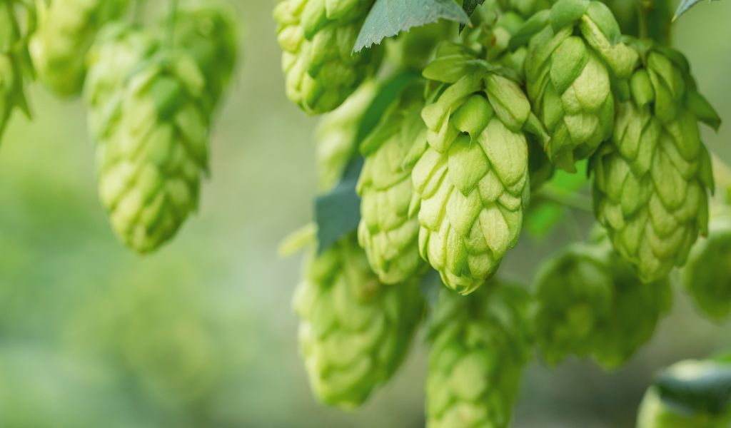 How to Grow Hops: A Step-by-Step Guide
