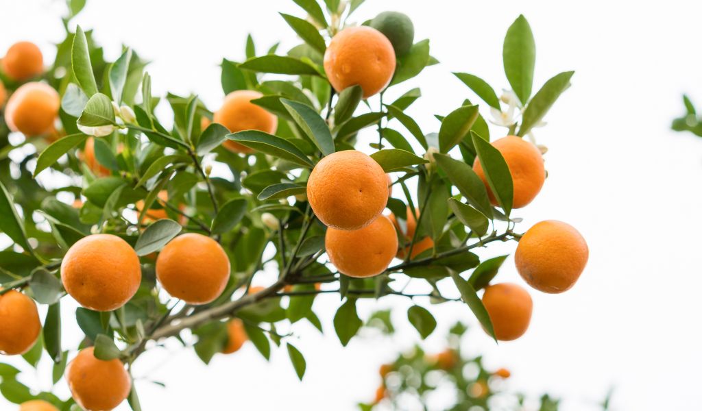How do you grow kumquats?