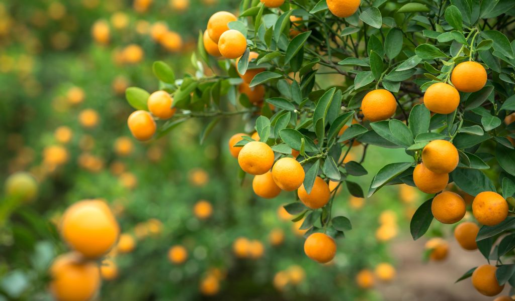 How do you grow kumquats?