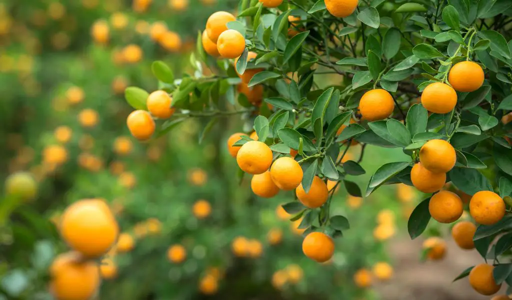 How do you grow kumquats?