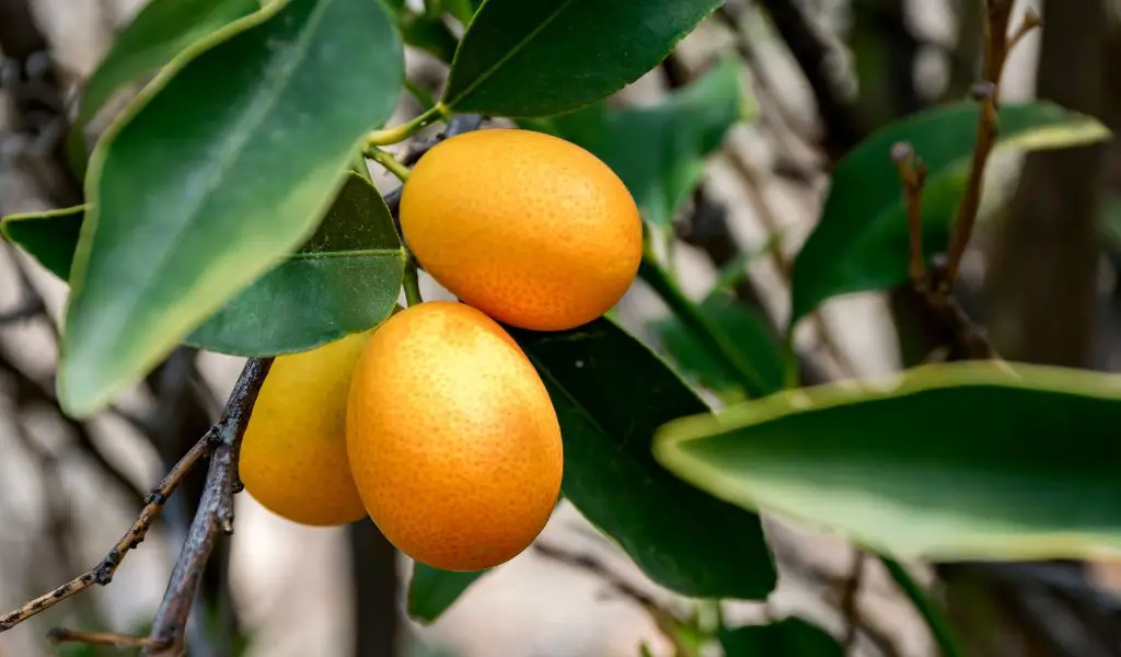 Discover how to grow kumquats in your garden with our comprehensive guide, covering everything from choosing the right variety to planting, care, and harvesting these unique citrus fruits.