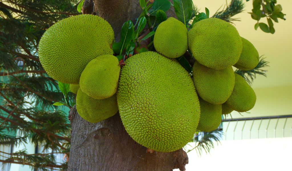 How do you grow jackfruit?